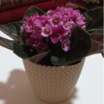 AFRICAN VIOLET POTTED