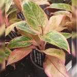 AGLAONEMA