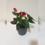 ANTHURIUM
