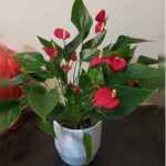 ANTHURIUM WITH POT