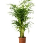 ARECA 100 CM HEIGHT