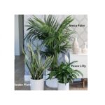 SET OF 3 PLANTS [ ARECA , SNAKE PLANTS , PEACE LILLY IN ASSORTED POT ]