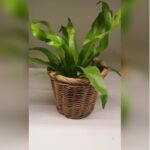 ASPLENIUM IN RATTAN POT.