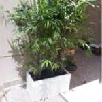 BAMBOOS IN CERAMIC RECTANGLE POT