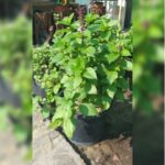 BASIL HERB 30 CM HEIGHT