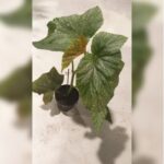 BEGONIA .50 CM HEIGHT