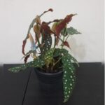 BEGONIA. 40 CM IN TERRACOTA POT - ASSORTED COLOR