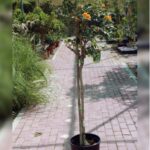 BINGONIA RADICANS -100 TO 120 CM HEIGHT