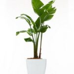 BIRD OF PARADISE / STRELITZIA NICOLAI - POTTED