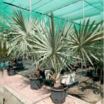 BISMARKIA NOBILIS 2 M HT