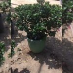 BONSAI TREE INCLUDING CERAMIC POT