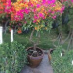 BOUGAINVILLEA 3 COLOUR
