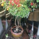 BOUGAINVILLEA 3 COLOUR