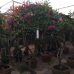 BOUGAINVILLEA 4 COLOUR MIX