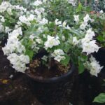 BOUGAINVILLEA WHITE