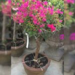 BOUGAINVILLEA