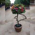 BOUGAINVILLEA HYBRID COLOR 1.5 M HEIGHT