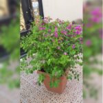 BOUGAINVILLEA IN 50 * 40 SQUARE POT