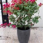 BOUGAINVILLEA IN CERAMIC POT