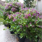 BOUGAINVILLEA PINK BUSHY