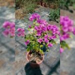 BOUGAINVILLEA PINK