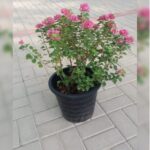 BOUGAINVILLEA PINK PIXIE