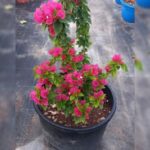 BOUGAINVILLEA PINK PIXIE