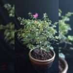 BOUGAINVILLEA PINK RAINBOW 50 - 60 CM TH IN TERRACOTTA POT