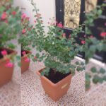 BOUGAINVILLEA RED IN 50 * 40 SQUARE POT