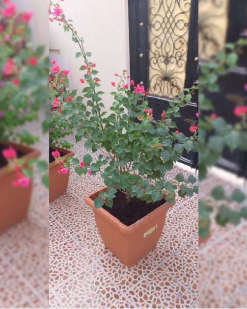 BOUGAINVILLEA RED IN 50-40 SQUARE POT DOP 895 (01)-485x606