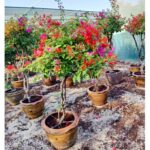 BOUGAINVILLEA UMBRELLA - MIXED COLORS 70 CM HEIGHT