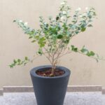 BOUGAINVILLEA WHITE IN BIG PLANTER -140 CM TOTAL HT