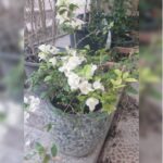 BOUGAINVILLEA WHITE POTTED