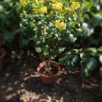 BOUGAINVILLEA YELLOW
