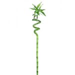 BAMBOO - LUCKY - SINGLE STEM 100 CM