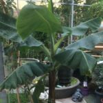 BANANA PLANT 110 CM HEIGHT