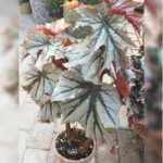 BEGONIA