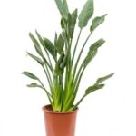 BIRD OF PARADISE / STRELITZIA REGINAE