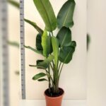 BIRD OF PARADISE BIG / STRELITZIA NICOLAI
