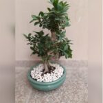 FICUS MICROCARPA BONSAI -75 CM HEIGHT
