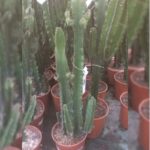 CACTUS 120CM HEIGHT