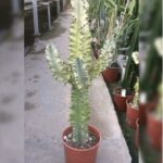 CACTUS 70 -80 CM HEIGHT