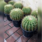 CACTUS Ball Shape