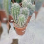 SUCCULENT ARRANGEMENTS