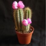 CACTUS In 9 CM Pot