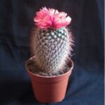 MINI CACTUS