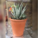 HOWARTHIA - CACTUS IN CERAMIC POT