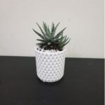 HOWARTHIA - CACTUS SINGLE ARRANGEMENT 15 CM HEIGHT