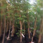 CAESALPINIA 2 M HEIGH