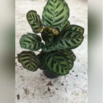 CALATHEA 25 TO 30 CM